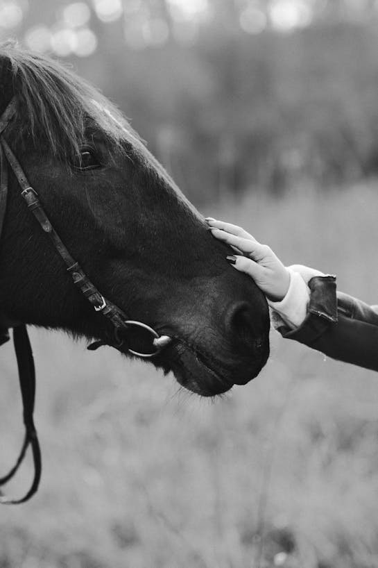 Chevaux Loisirs